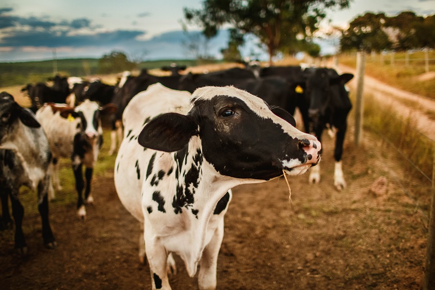 Historia de la leche en el continente Americano