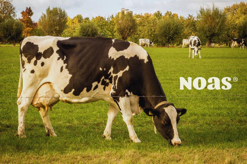 Quesos noas 100% de leche de vaca